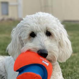 Lacy - Goldendoodle