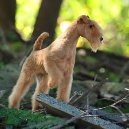 Z - Lakeland Terrier