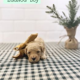 Goldendoodle Puppies from Proctor’s Petite Goldendoodles