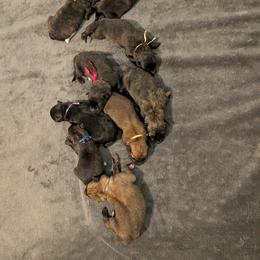 Boy - Yellow male Dutch Shepherd puppy in Battle Ground, Washington from van Horushuis Dutch Shepherds