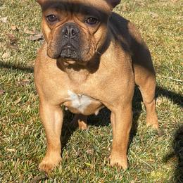 French Bulldog puppies from Montana Made Frenchies