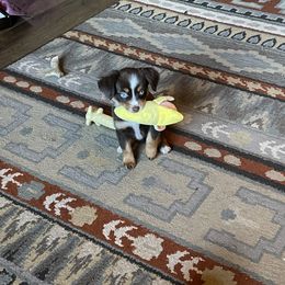 Miniature Australian Shepherd and Toy Australian Shepherd Puppies from Fireside Toy & Mini Aussies