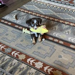 Miniature Australian Shepherd and Toy Australian Shepherd Puppies from Fireside Toy & Mini Aussies