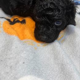 Tigger - Black male Yorkipoo puppy in Gastonia, North Carolina from Banks Dynasty Kennel