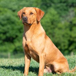 Ceasar - Labrador Retriever