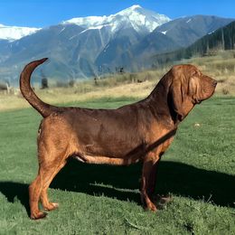 Brandy - Bloodhound