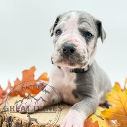 Marcie - Harlequin female Great Dane puppy in Sac City, Iowa from Northern Great Danes of Colorado & Iowa