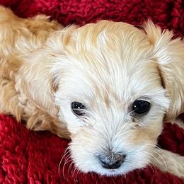 Shihpoos from Geri Benfield's Shihpoos