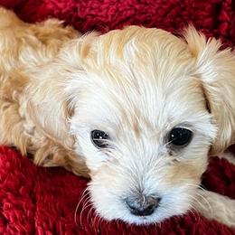 Shihpoos from Geri Benfield's Shihpoos