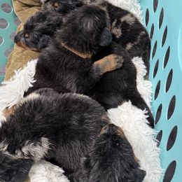 Pink Collar - Black and rust female Beauceron puppy in Floyd’s Knobs, Indiana from Birdwing Beaucerons