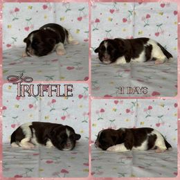 Truffle - Liver and white female Shih Tzu puppy in Yelm, Washington from Lala's All Star Shih Tzu
