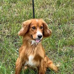 Creed - English Cocker Spaniel