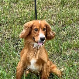 Creed - English Cocker Spaniel