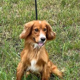 Creed - English Cocker Spaniel