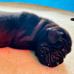 Prince Louie - Black male Great Dane puppy in Blanchard, Oklahoma from 10 Acre Danes LLC