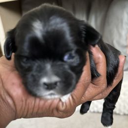 Maltese, Pomeranian, Shih Tzu, and Yorkshire Terrier Puppies from Gibbs Gorgeous Paws LLC