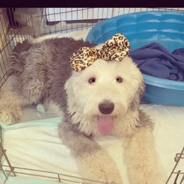 Cleo - Old English Sheepdog