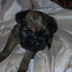 Brussels Griffon puppies from Carol's Brussels Griffon