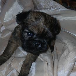 Brussels Griffon puppies from Carol's Brussels Griffon