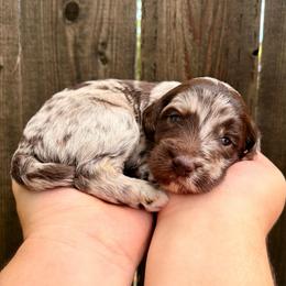 Ellie - Merle female Goldendoodle puppy in Allen, Texas from Calena’s Doodles