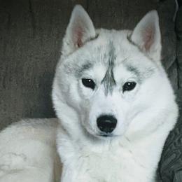 Siberian Huskies from Tugline Siberians