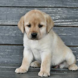 Yellow female - Yellow female Labrador Retriever puppy in Mississippi from Sure Shot English Labs