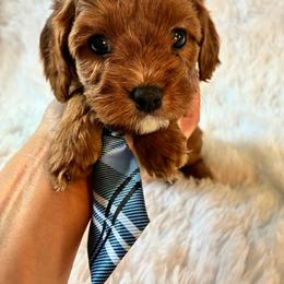 Bacon - Red male Cavapoo puppy in Adrian, Oregon from ApplebyFarm