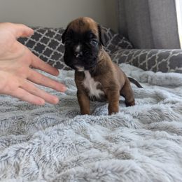 Boxer Puppies from Abide Farm Boxers