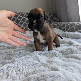 Boxer Puppies from Abide Farm Boxers