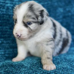 Lux - Blue merle male Miniature American Shepherd puppy in Kamuela On The Big Island, Hawaii from Royal Hawaiian Aussies LLC