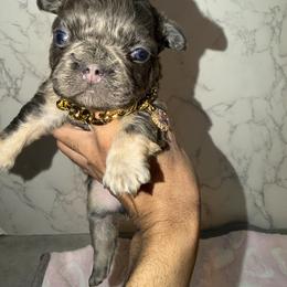 French Bulldog and Yorkshire Terrier Puppies from Yorkiesllc