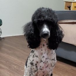 Smudge - Goldendoodle