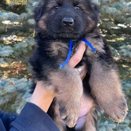 Boy 3 - German Shepherd puppy in Powell, Wyoming from Von Reich Haus