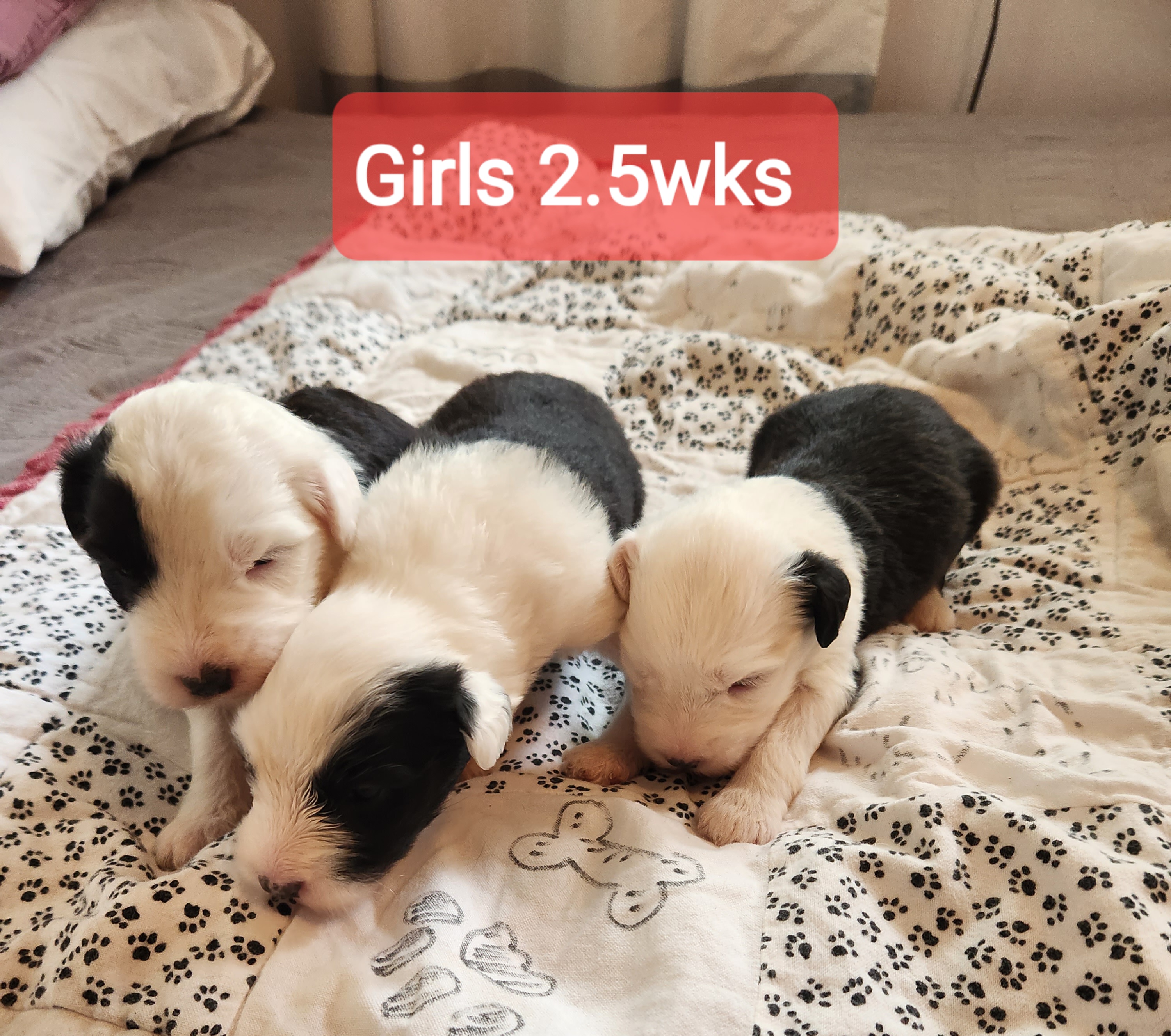 Old English Sheepdog Puppies from Mt. Haggin OES
