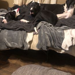 Great Dane Puppies from TW Great Danes
