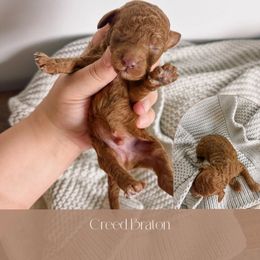 Goldendoodle Puppies from The Puppy Lodge