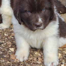 Newfoundland Puppies from Heinrich Family Newfoundlands