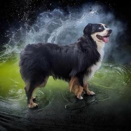 Willie - Miniature Australian Shepherd