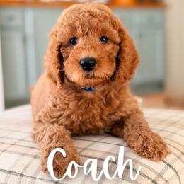 Coach - Red  male Goldendoodle puppy in Hartwell, Georgia from BellaDoodles