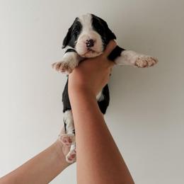 Davey - Black and white male Sheepadoodle puppy in Wabash, Indiana from DOODCompany