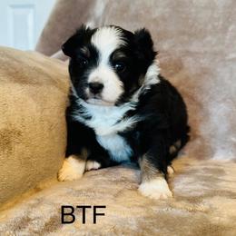 BTF - Black tri female Miniature Australian Shepherd puppy in Tallapoosa, Georgia from Williams Shepherds