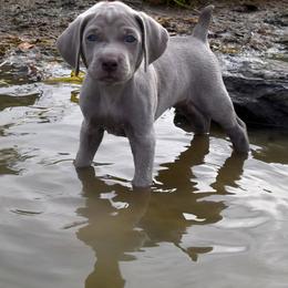 Puppy Boy - Silver gray male Weimaraner puppy in New Hartford, New York from Platinum Weimaraners