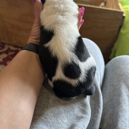 Basset Hound Puppies from Basset Hound Puppies of Michigan