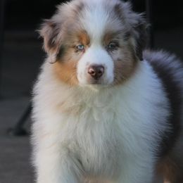 Australian Shepherd Puppies from Cloverdale Australian Shepherds
