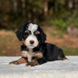 Remy - Tri-color female Bernedoodle puppy in Sugarcreek, Ohio from Cuddly Companion Doodles