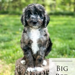 Big Red - Blue merle male Aussiedoodle puppy in Corydon, Indiana from Ridgeline Doodles