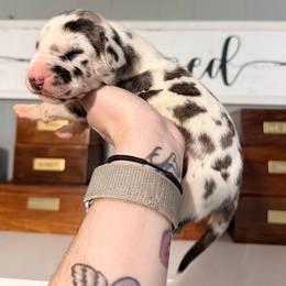 Diamond - Harlequin female Great Dane puppy in Jerusalem, Arkansas from Mara Danes