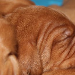 Girl 7 - Vizsla puppy in Frederick, South Dakota from High Trail Connection