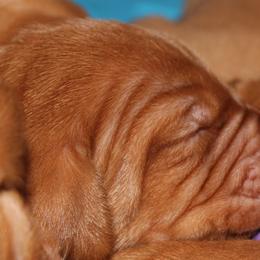 Girl 7 - Vizsla puppy in Frederick, South Dakota from High Trail Connection