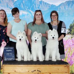 Samoyed Puppies from KinleyRay Kennels